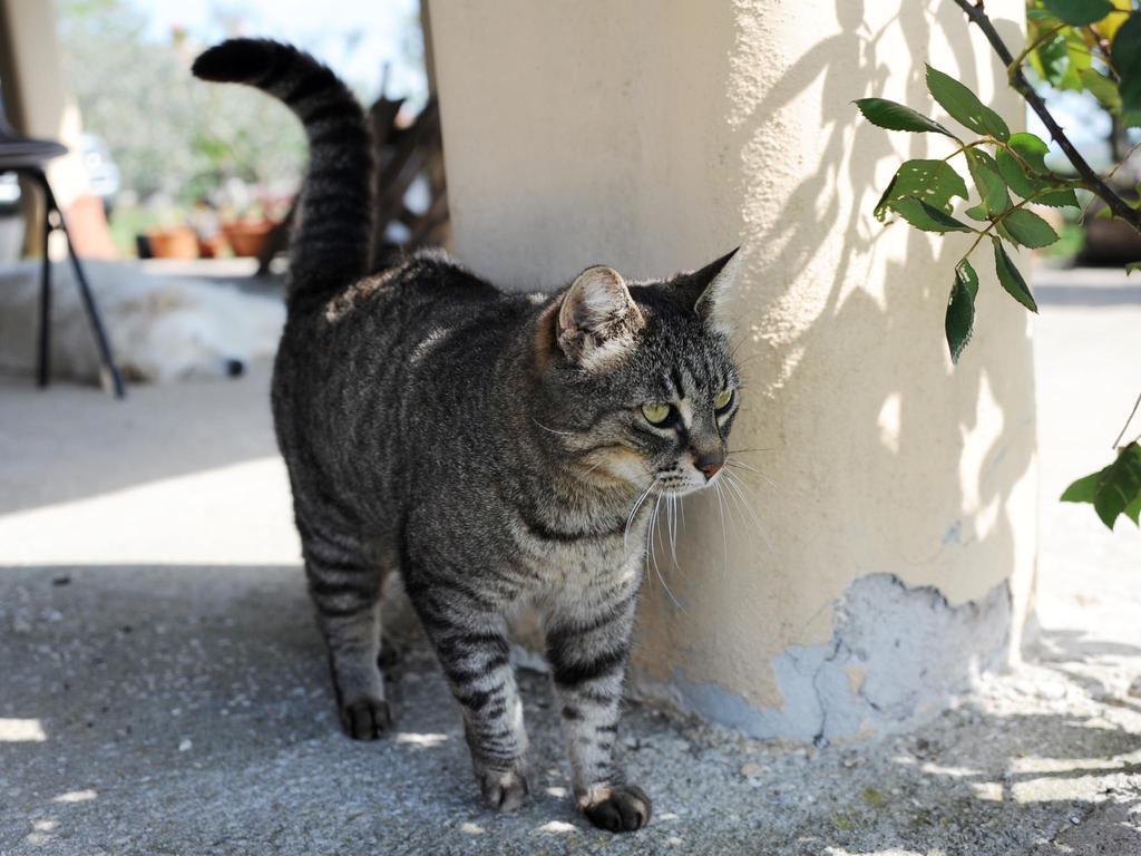 Le Tre Querce Panzió Fiano Romano Kültér fotó